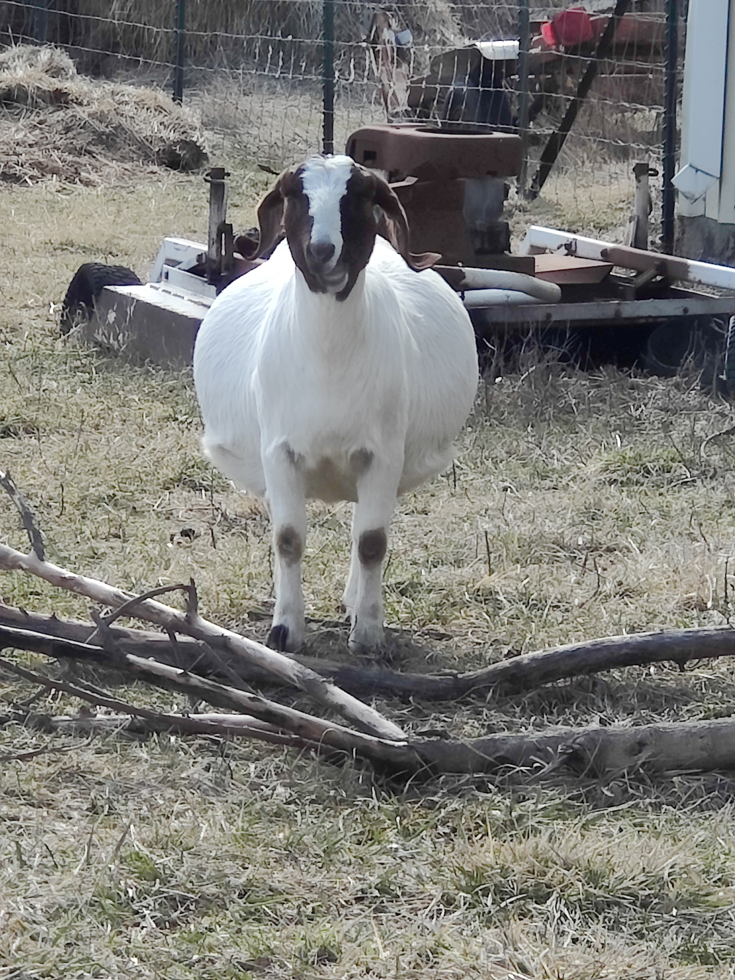 Goats on the farm
