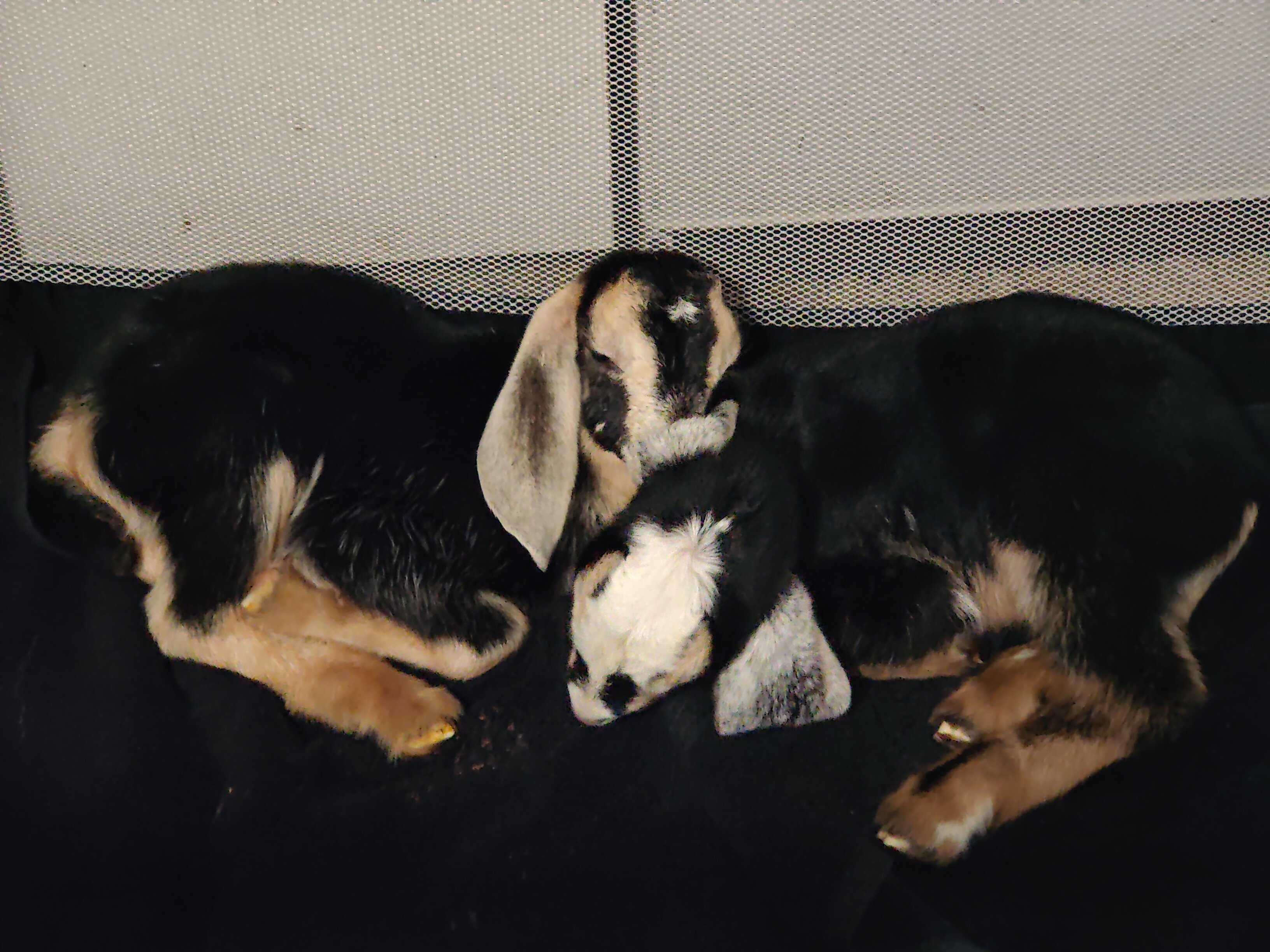 Goats on the farm