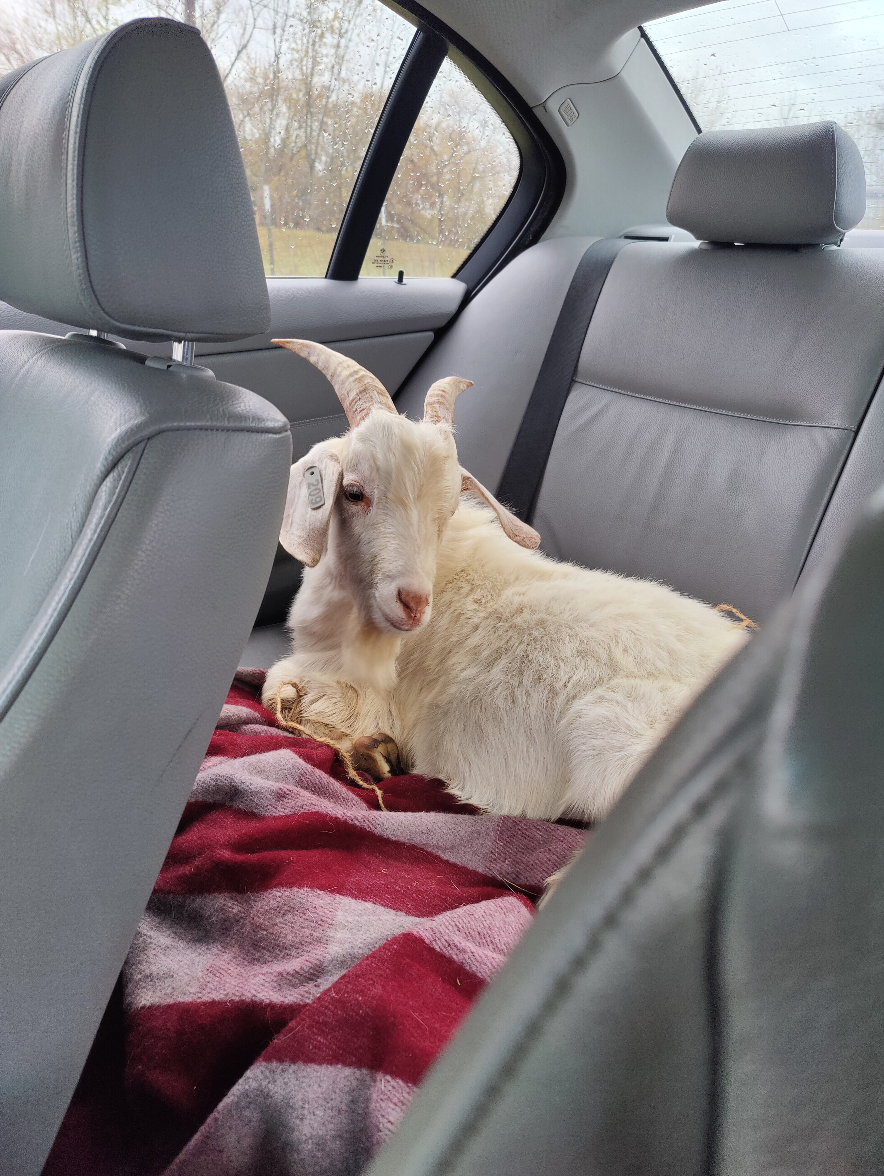 Goats on the farm