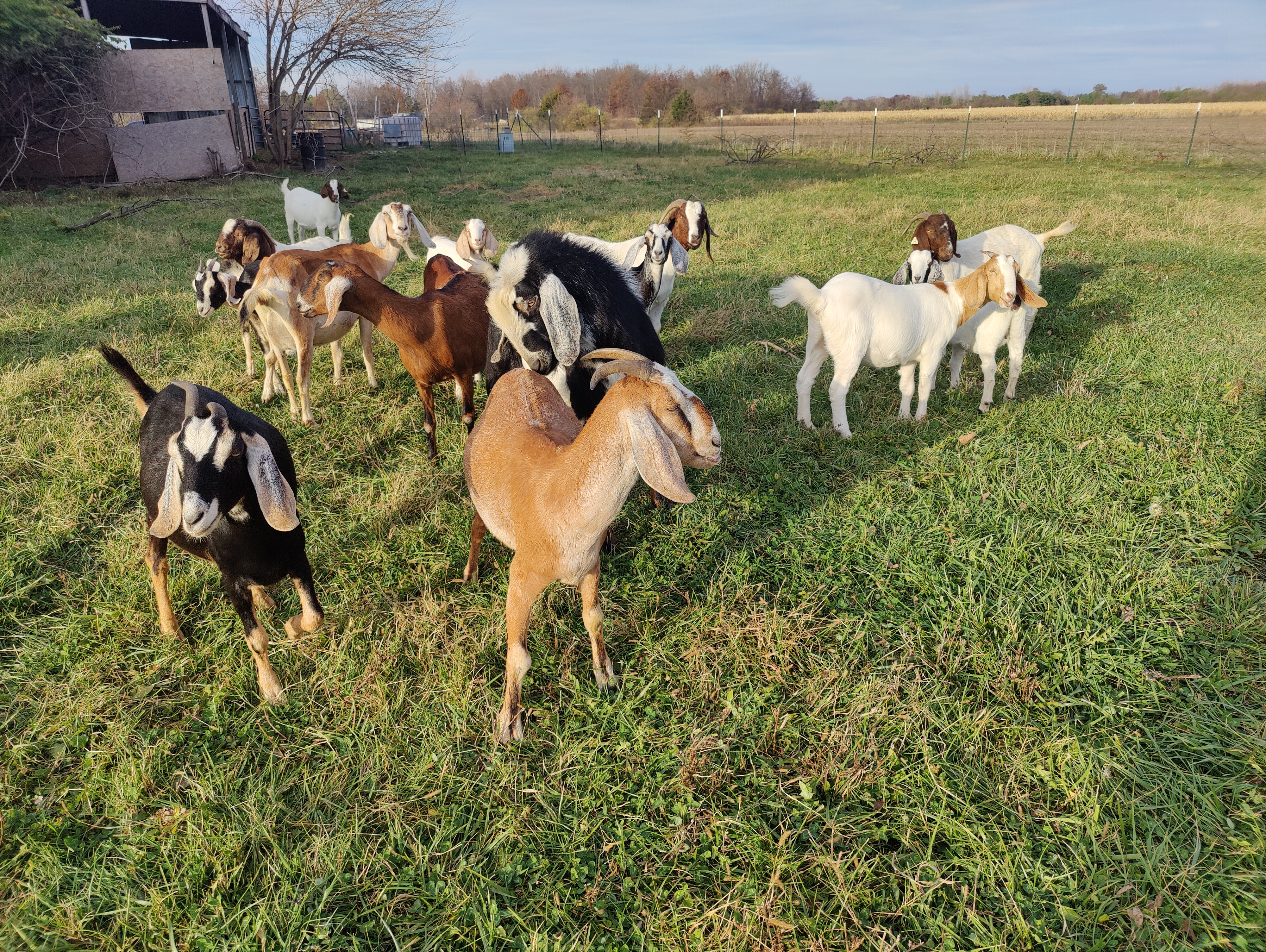Goats on the farm