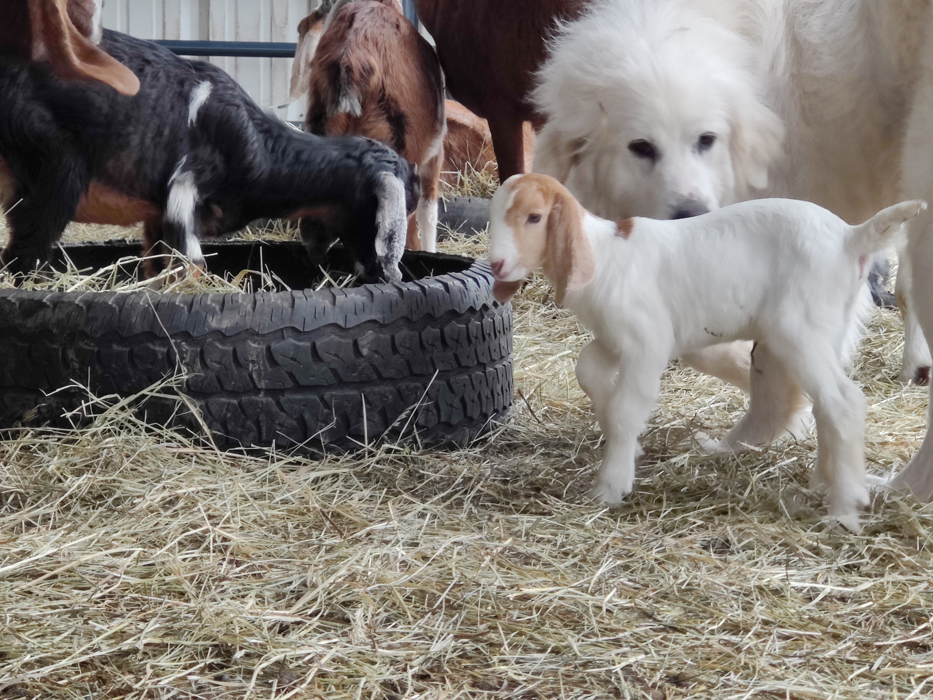 Great Pyrenees livestock guardian dog