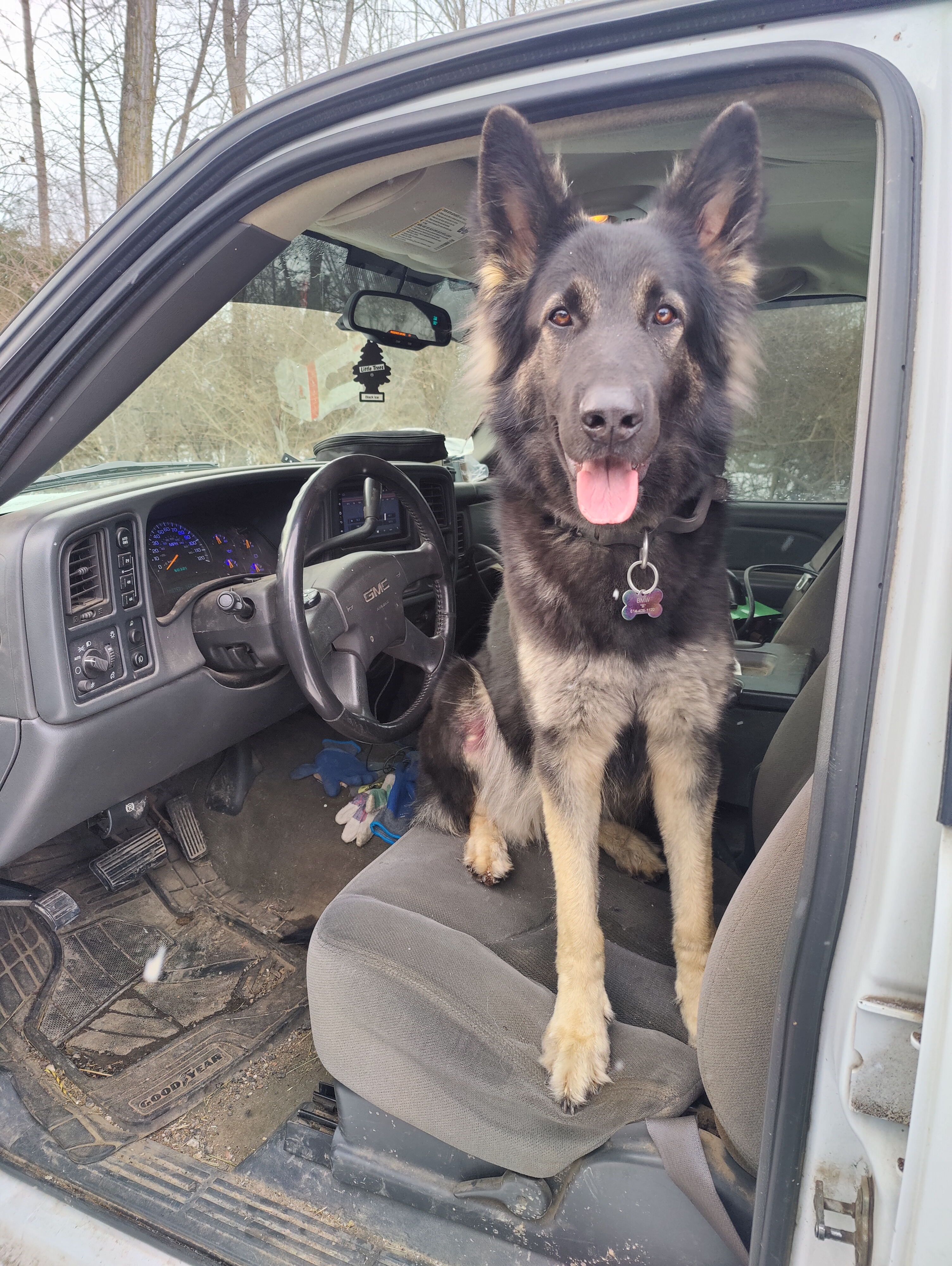 German Shepherd on the farm